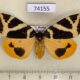 74155p Lymantridae Numenes disparilis f Primorye $20