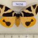 74156p Lymantridae Numenes disparilis f Primorye $20