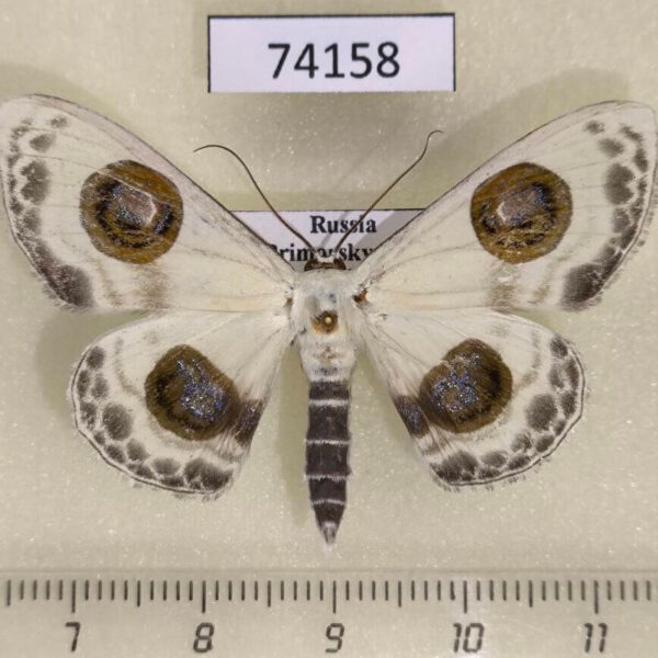 Geometridae Problepsis superans Primorye