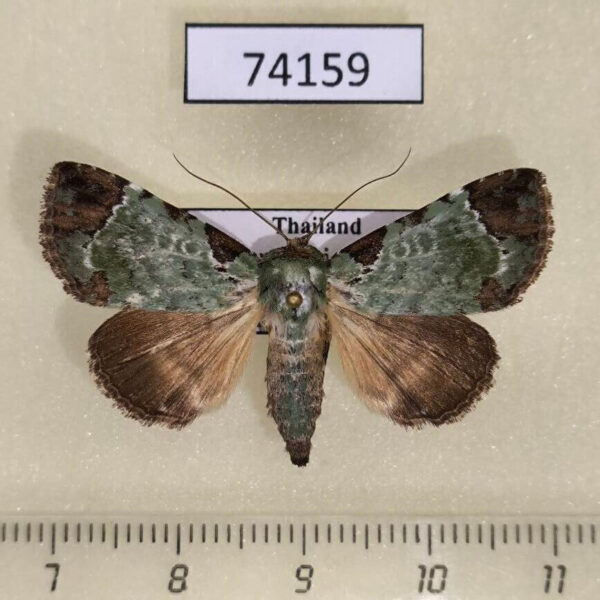 Noctuidae Belciana scorpio Thailand