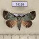 74159p Noctuidae Belciana scorpio Thailand $12