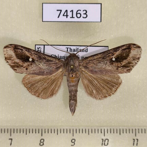 Noctuidae Phorica phasipennis Thailand