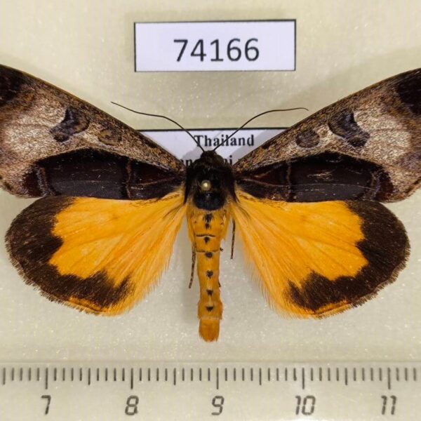 Noctuidae Sarbanissa longipennis Thailand