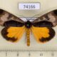 74166p Noctuidae Sarbanissa longipennis Thailand $20