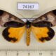 74167p Noctuidae Sarbanissa longipennis Thailand $20