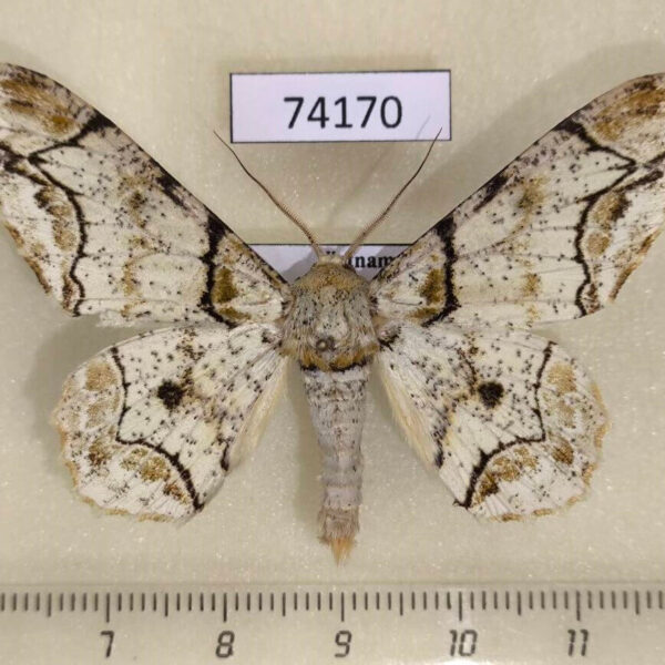 Geometridae Biston bengaliaria Vietnam