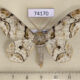 74170p Geometridae Biston bengaliaria Vietnam $9