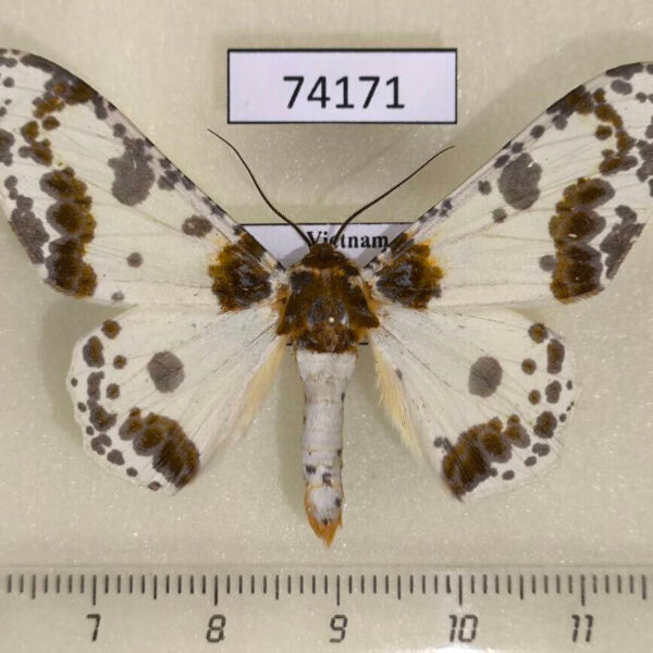 Geometridae Biston panterinaria Vietnam