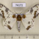 74172p Geometridae Biston panterinaria Vietnam $9