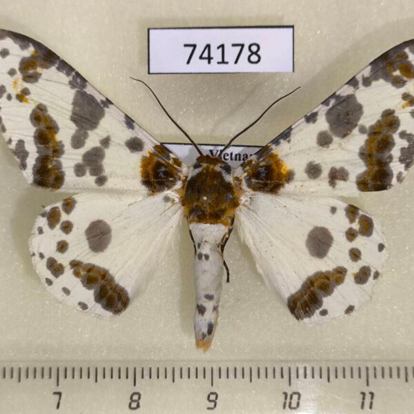 Geometridae Biston panterinaria Vietnam