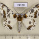 74178p Geometridae Biston panterinaria Vietnam $9