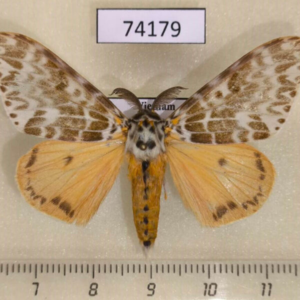 Lymantridae Lymantria mathura Vietnam