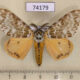 74179p Lymantridae Lymantria mathura Vietnam $8