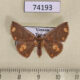 74193p Noctuidae Oruza xanthopera Vietnam $20