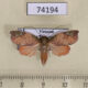 74194p Noctuidae Erizada lichenaria f Vietnam $9