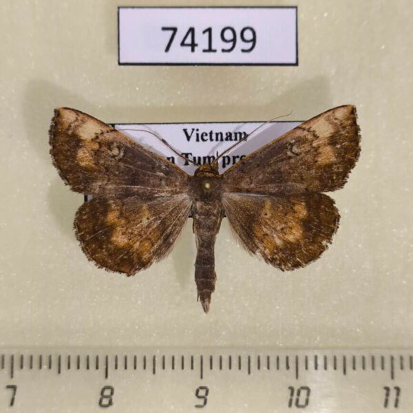 Noctuidae sp. Vietnam