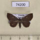 74200p Noctuidae Paracolax sp. Vietnam $13