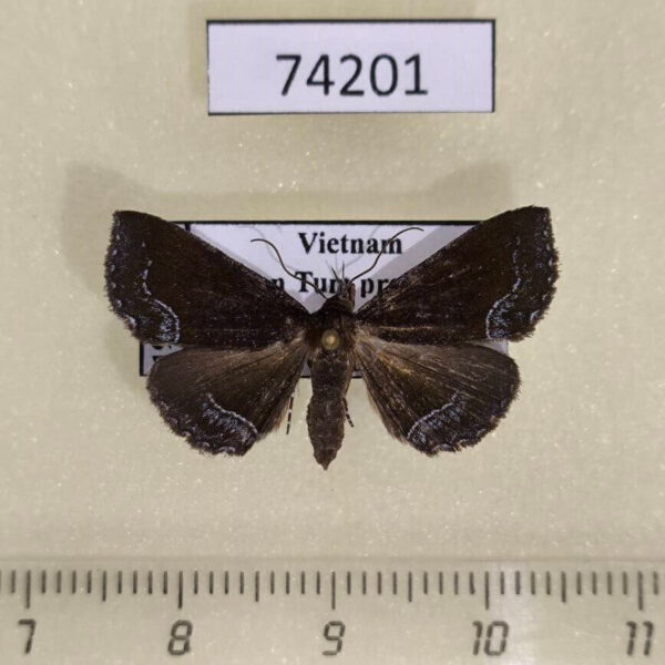 Noctuidae sp. Vietnam