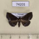 74201p Noctuidae sp. Vietnam $12