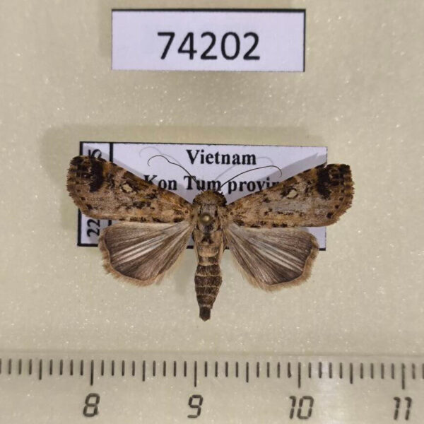 Noctuidae sp. Vietnam