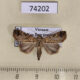 74202p Noctuidae sp. Vietnam $9