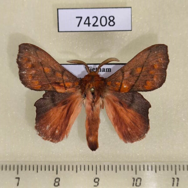 Lasiocampidae Argonestis flammans Vietnam