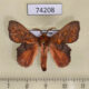 74208p Lasiocampidae Argonestis flammans Vietnam $20