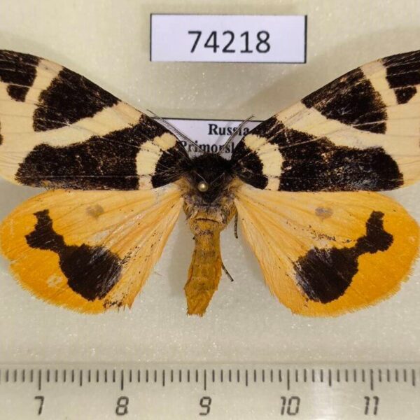 Lymantridae Numenes disparilis f Primorye