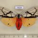74224p Arctiidae Areas galactina f Thailand $15