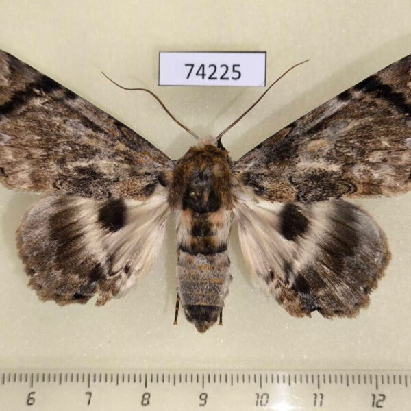 Noctuidae Trisula variegata Thailand