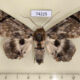 74225p Noctuidae Trisula variegata Thailand $18