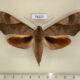 74227p Sphingidae Clanis bilineata Thailand $20