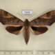 74228p Sphingidae Clanis bilineata Thailand $20