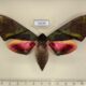 74229p Sphingidae Callambulyx rubricosa f Thailand $30