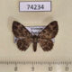 74234p Geometridae Eupithystis sp. infuscata Vietnam $5