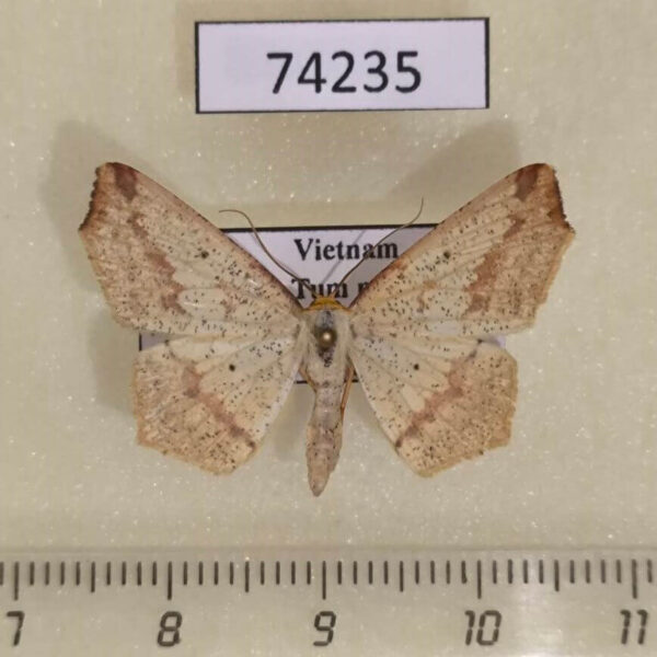 Geometridae Pareclipsis gracilis Vietnam