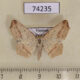 74235p Geometridae Pareclipsis gracilis Vietnam $6