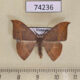 74236p Drepanidae Microblepsis violacea Vietnam $7