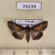 74239p Euteliidae Lophoptera illucida Vietnam $7