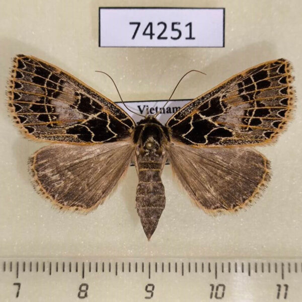 Noctuidae Anoba tessellata f Vietnam
