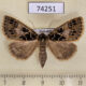 74251p Noctuidae Anoba tessellata f Vietnam $40