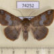74252p Noctuidae Ericeia amanda Vietnam $10