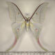 73951p Saturniidae Actias selene Vietnam $30