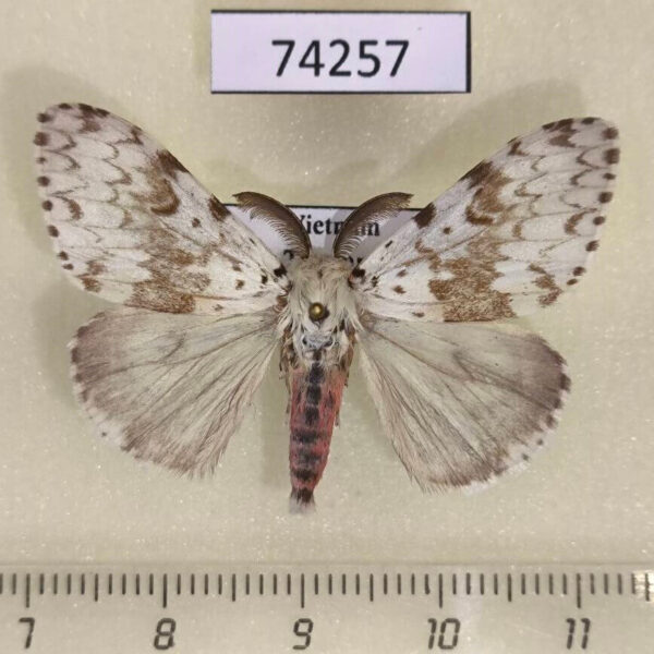 Lymantridae Lymantria orestera Vietnam