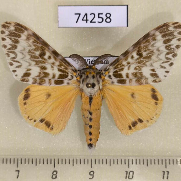 Lymantridae Lymantria mathura Vietnam
