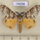 74258p Lymantridae Lymantria mathura Vietnam $8