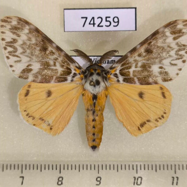 Lymantridae Lymantria mathura Vietnam