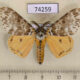 74259p Lymantridae Lymantria mathura Vietnam $8