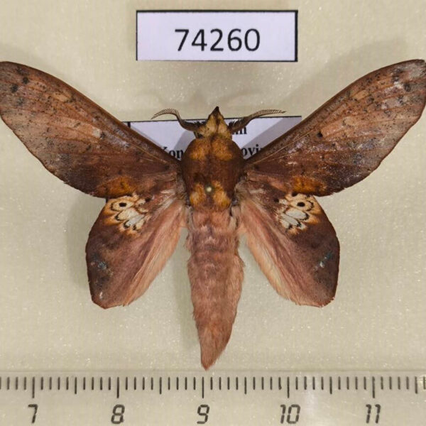 Lasiocampidae Gastropacha leopoldi Vietnam