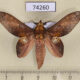 74260p Lasiocampidae Gastropacha leopoldi Vietnam $12
